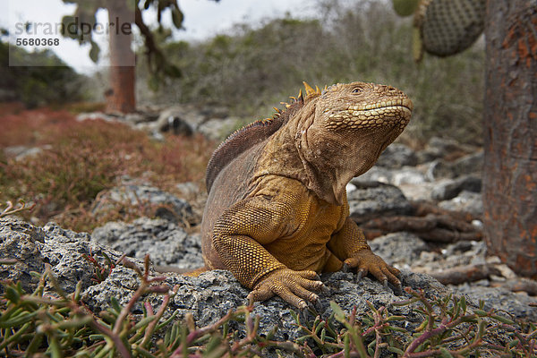 Drusenkopf (Conolophus subcristatus)  South Plaza Island  Galapagosinseln