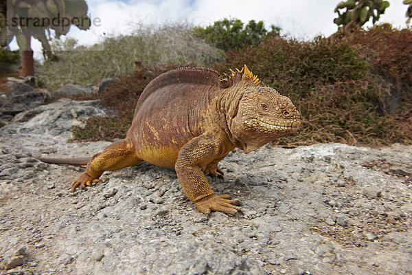 Drusenkopf (Conolophus subcristatus)  South Plaza Island  Galapagosinseln