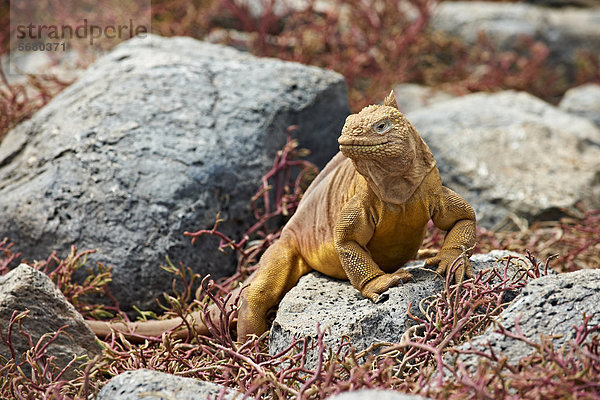 Drusenkopf (Conolophus subcristatus)  South Plaza Island  Galapagosinseln