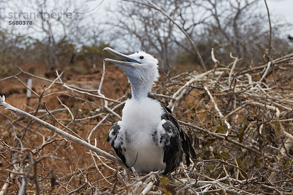 Junger Fregattvogel (Fregatidae)  North Seymour Island  Galapagosinseln