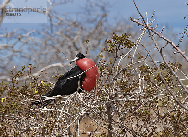 Männlicher Fregattvogel (Fregatidae) in einem Strauch  North Seymour Island  Galapagosinseln