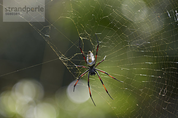 Seidenspinne (Nephila) im Spinnennetz  iSimangaliso Wetland Park  Südafrika