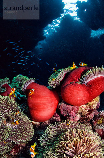 Anemonenfisch  St. John's Reef  Rotes Meer  Ägypten
