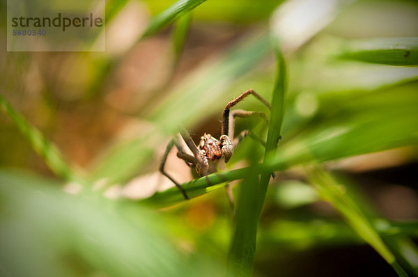 Spinne versteckt sich im Gras