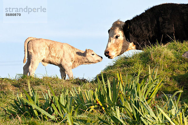 Kuh und neugeborenes Kalb