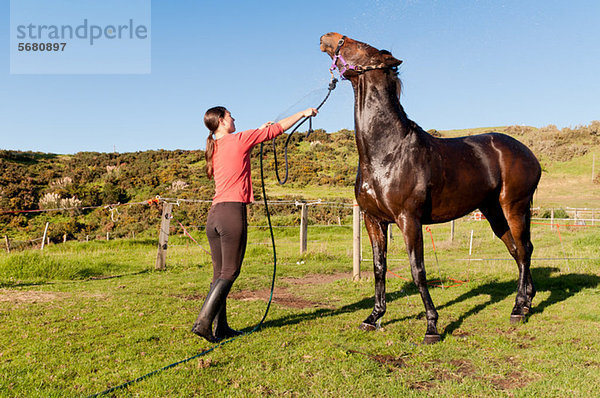 Mittlere erwachsene Frau wäscht Pferd mit Schlauch