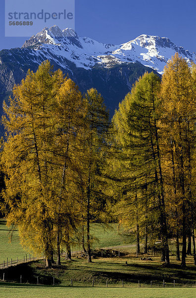 Lärchen vor den Lechtaler Alpen  Obsteig  Österreich
