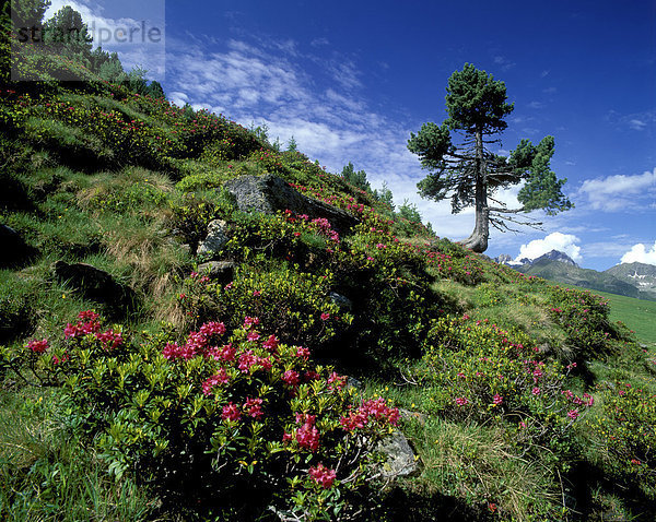 Zirbelkiefer und Alpenblumen in Almlandschaft  Kühtai  Österreich
