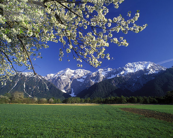Frühling vor der Mieminger Kette  Tirol  Österreich
