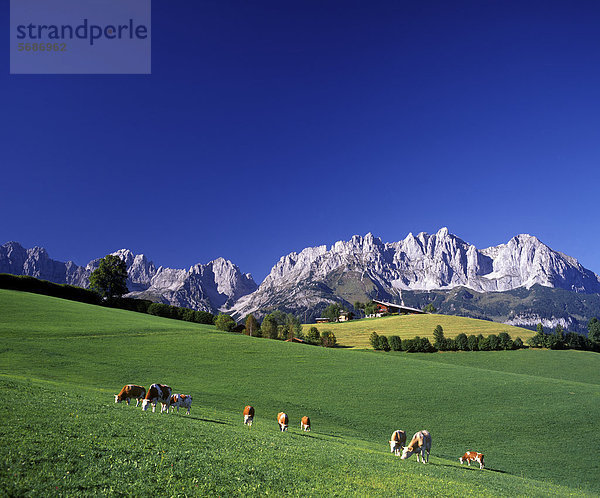 Alpen mit Viehherde am Wilden Kaiser  Going  Österreich