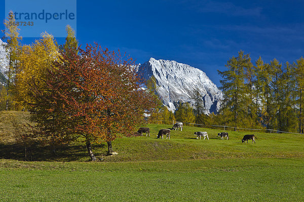 Alpen mit Viehherde im Herbst  Obsteig  Österreich