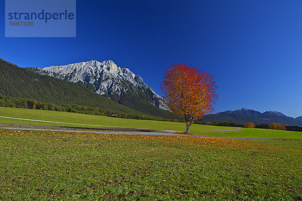 Landschaft mit Kirschbaum im Herbst  Mieming  Österreich