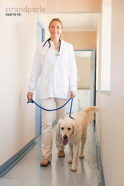 gehen  Krankenhaus  Hund  Tierarzt