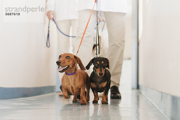 Tierärztliche Laufhunde im Krankenhaus