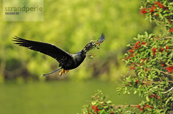 Amerikanischer Schlangenhalsvogel (Anhinga anhinga)  Männchen fliegend mit Nistmaterial  Florida  USA