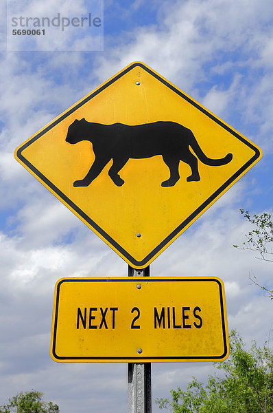 Warnschild  Pumas oder Florida-Panther queren die Fahrbahn  Everglades Nationalpark  Florida  USA