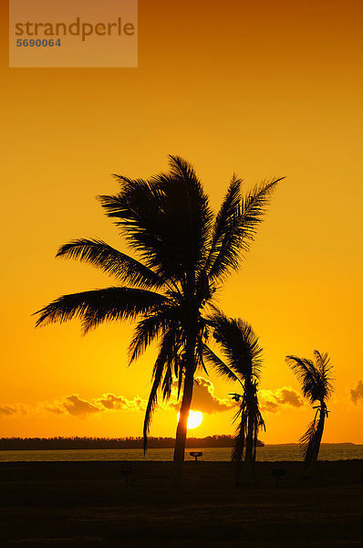Kokospalme oder Kokosnusspalme (Cocos nucifera) bei Sonnenaufgang  Everglades Nationalpark  Florida  USA