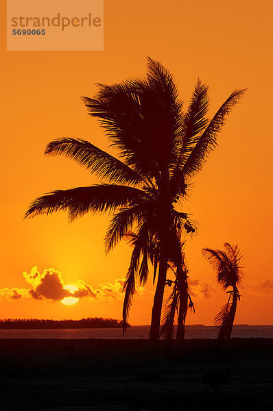 Kokospalme oder Kokosnusspalme (Cocos nucifera) bei Sonnenaufgang  Everglades Nationalpark  Florida  USA