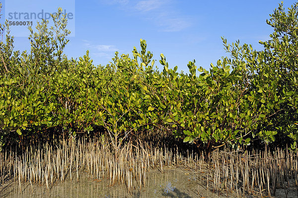 Schwarze Mangroven (Avicennia germinans)  Sanibel Island  Florida  USA