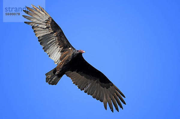 Truthahngeier (Cathartes aura) im Flug  Everglades Nationalpark  Florida  USA