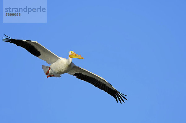 Nashornpelikan (Pelecanus erythrorhynchos)  Männchen im Flug  Sanibel Island  Florida  USA