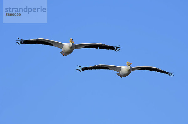 Nashornpelikane (Pelecanus erythrorhynchos) im Flug  Sanibel Island  Florida  USA