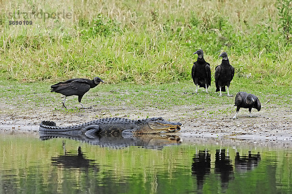Mississippi-Alligator oder Hechtalligator (Alligator mississippiensis) und Rabengeier (Coragyps atratus)  Myakka River State Park  Florida  USA