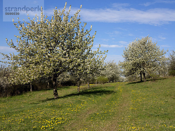 Blühende Obstbäume in Streuobstwiese  Mühlberg  Thüringen  Deutschland  Europa  ÖffentlicherGrund