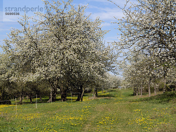 Blühende Obstbäume in Streuobstwiese  Mühlberg  Thüringen  Deutschland  Europa  ÖffentlicherGrund