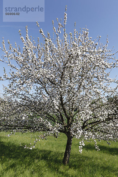 Blühender Apfelbaum (Malus domestica)  Oststeiermark  Steiermark  Österreich  Europa