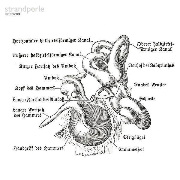 Menschliches Ohr  anatomische Illustration