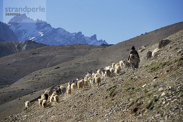 Ziegen  Ziegenhirtin  bei Photoksar oder Photaksar  Zanskar  Ladakh  Jammu und Kaschmir  Nordindien  Indien  Himalaya  Asien