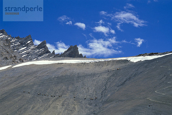 Pferde und Pferdetreiber nahe der Passhöhe  Serpentinen  am Sengge-La oder Sengge-Pass  Zanskar  Ladakh  Jammu und Kaschmir  Nordindien  Indien  indischer Himalaya  Asien