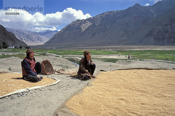 Zanskari-Frauen  Ernte  Korn  Gerste  bei Zangla  Zanskar  Ladakh  Jammu und Kaschmir  Nordindien  Indien  indischer Himalaya  Asien