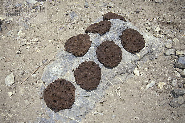 Fladen Yak-Dung auf Steinen zur Trocknung  Brennmaterial  Lingshed  Zanskar  Ladakh  Jammu und Kaschmir  Nordindien  Indien  indischer Himalaya  Asien