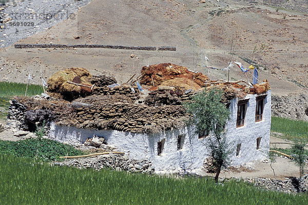Yak Bos mutus Dach Wohnhaus Asien Indien Ladakh