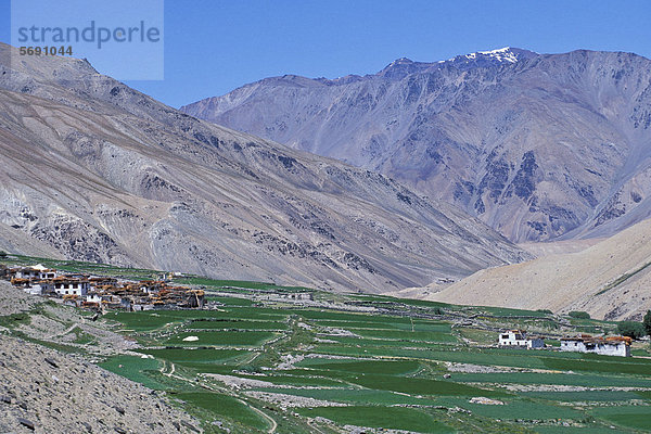 Felder  Dorf Tetha  Zanskar  Ladakh  Jammu und Kaschmir  Nordindien  Indien  indischer Himalaya  Asien