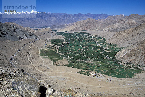 Blick auf Felder  Leh  Ladakh  indischer Himalaya  Jammu und Kaschmir  Nordindien  Indien  Asien
