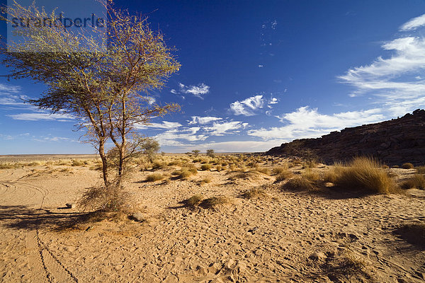Akazie (Acacia sp.) in der Steinwüste  Libyen  Afrika