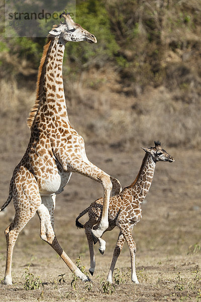 Massai-Giraffe (Giraffa camelopardalis tippelskirchi) treibt Junges an  Arusha Nationalpark  Tansania  Ostafrika  Afrika