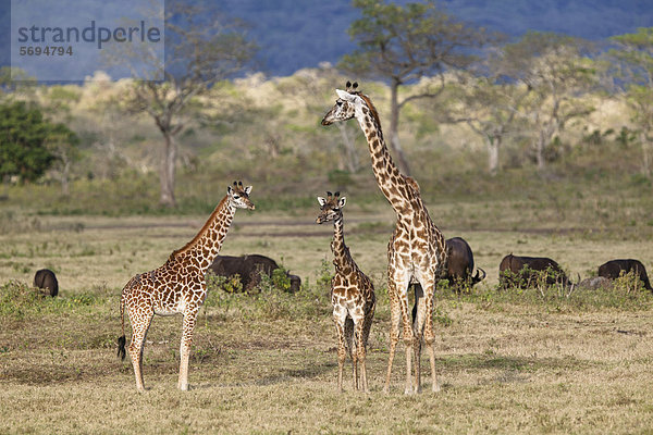Massai-Giraffe (Giraffa camelopardalis tippelskirchi) mit Jungen und Kaffernbüffeln (Syncerus caffer)  Arusha Nationalpark  Tansania  Ostafrika  Afrika