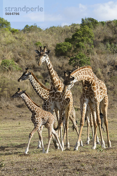 Massai-Giraffen (Giraffa camelopardalis tippelskirchi) mit Jungen  Arusha Nationalpark  Tansania  Ostafrika  Afrika