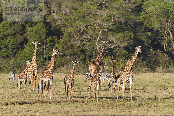Massai-Giraffen (Giraffa camelopardalis tippelskirchi)  Regenwald  Arusha Nationalpark  Tansania  Ostafrika  Afrika