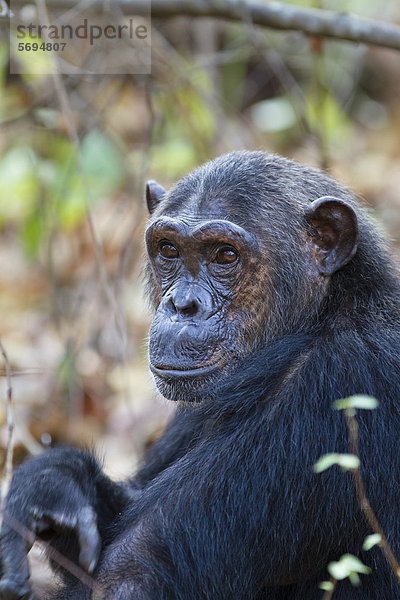 Schimpanse (Pan troglodytes)  Weibchen  Mahale Mountains Nationalpark  Tansania  Ostafrika  Afrika