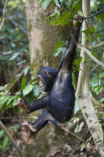 Junger Schimpanse (Pan troglodytes) klettert  Mahale Mountains Nationalpark  Tansania  Ostafrika  Afrika