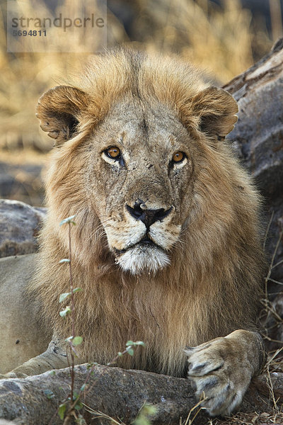Afrikanischer Löwe (Panthera leo)  Männchen  Ruaha Nationalpark  Tansania  Ostafrika  Afrika