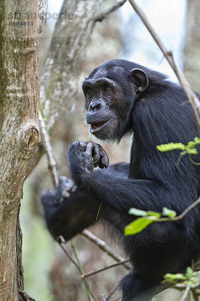 Schimpanse (Pan troglodytes)  Weibchen sitzt im Baum  Mahale Mountains Nationalpark  Tansania  Ostafrika  Afrika