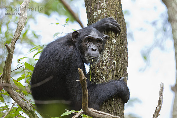 Schimpanse (Pan troglodytes)  Weibchen sitzt im Baum  Mahale Mountains Nationalpark  Tansania  Ostafrika  Afrika