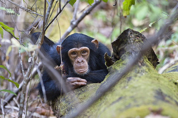 Junger Schimpanse (Pan troglodytes)  ruhend  Mahale Mountains Nationalpark  Tansania  Ostafrika  Afrika
