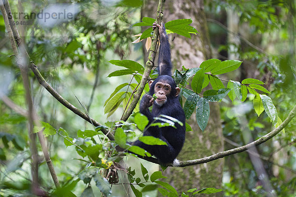 Junger Schimpanse (Pan troglodytes) klettert  Mahale Mountains Nationalpark  Tansania  Ostafrika  Afrika